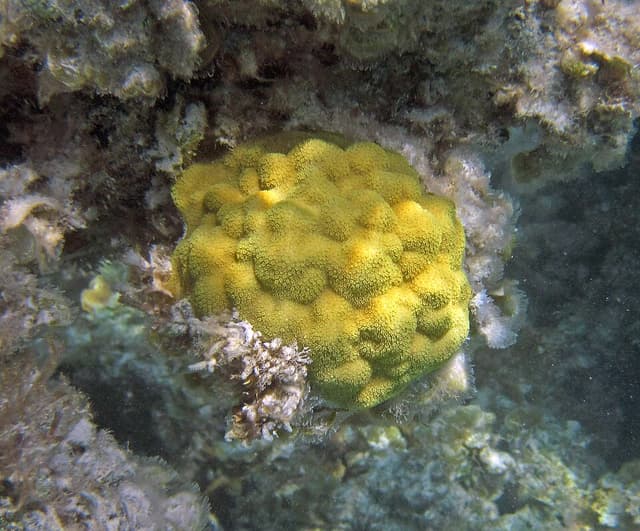 Yellow Polyps