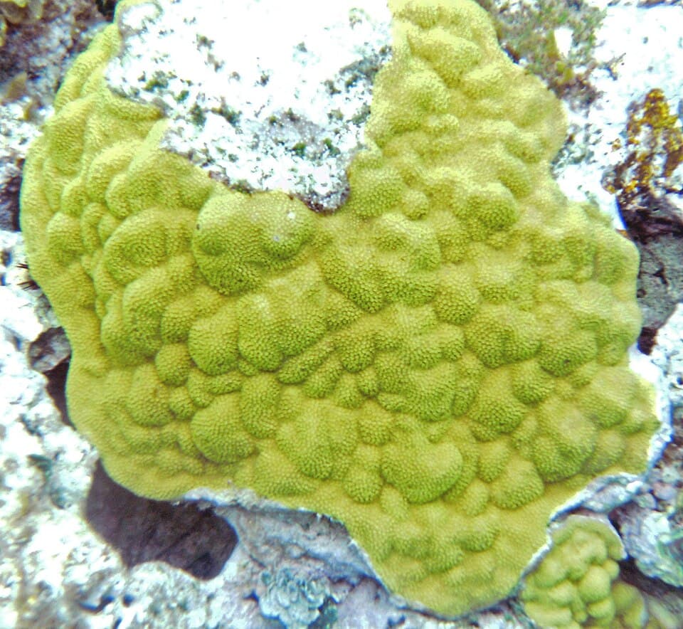Yellow Polyps