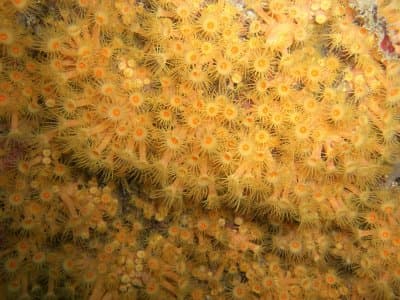 Yellow Tonga Polyps