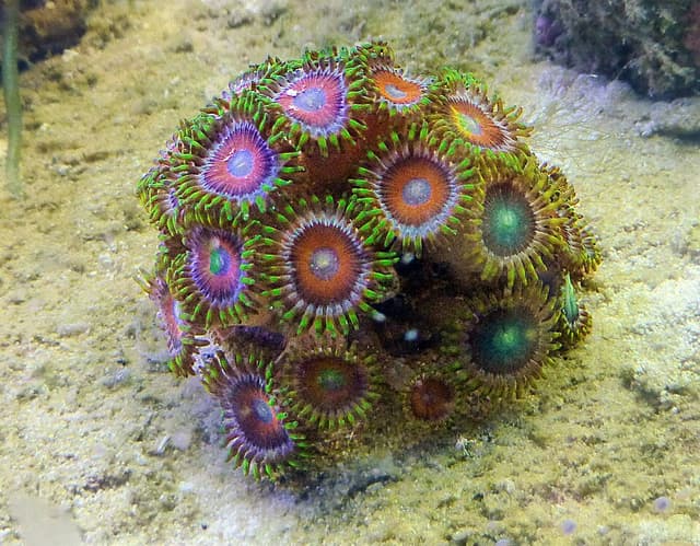 Zoanthids