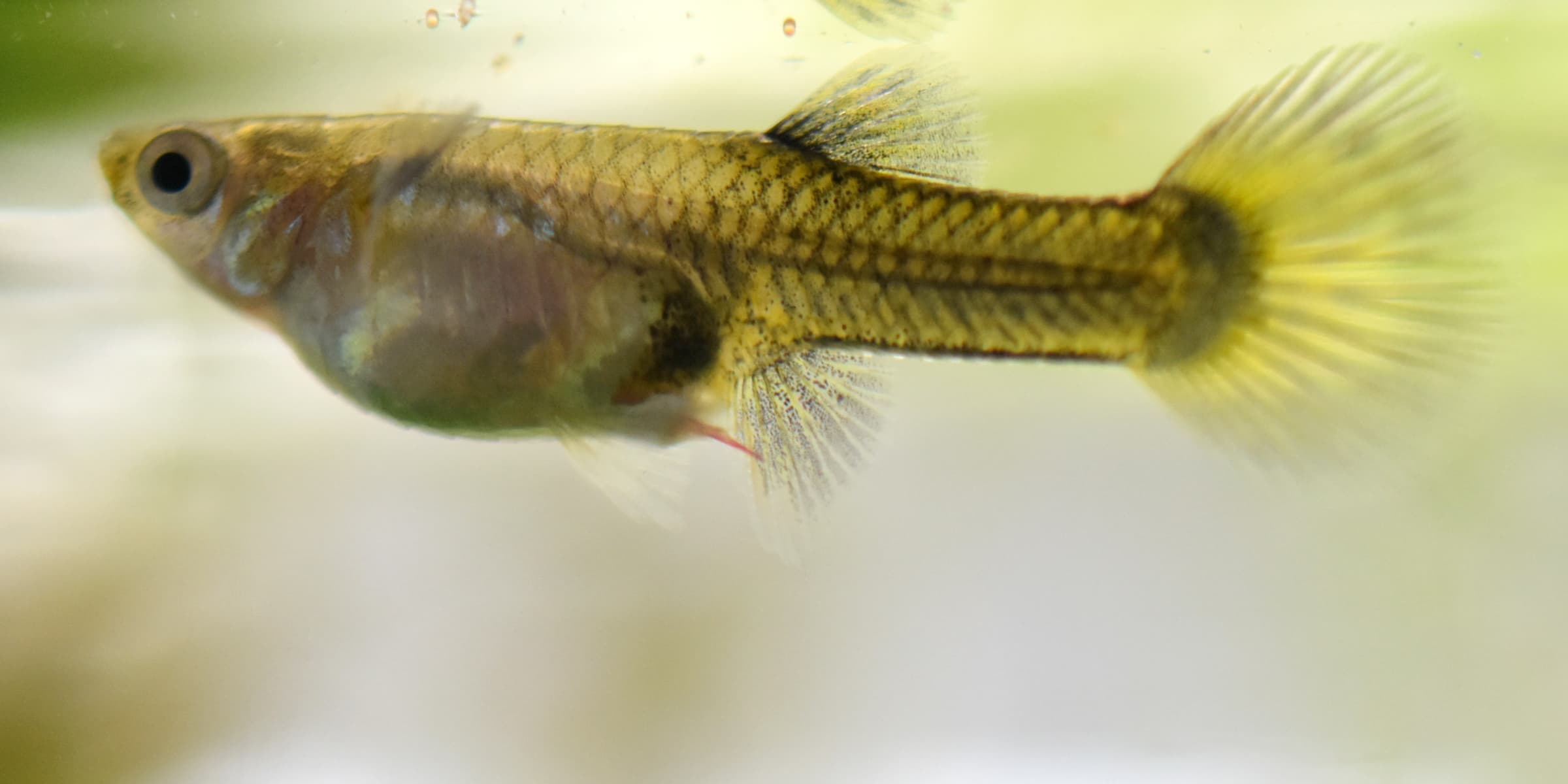 Female guppy with a thin red Camallanus cotti worm protruding from the anus, a textbook visual diagnosis