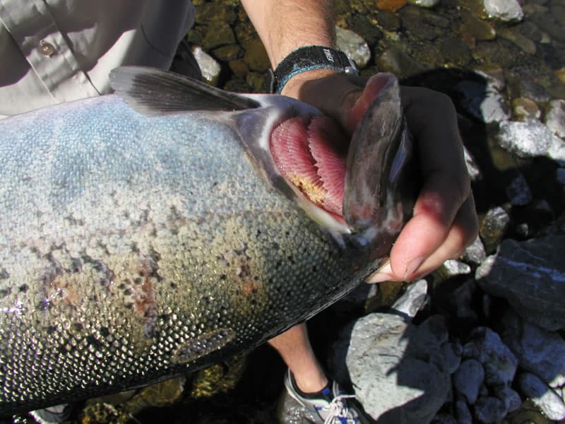 Chinook salmon with Flavobacterium columnare infection of the gill, showing pale tissue and discoloration at the gill cover