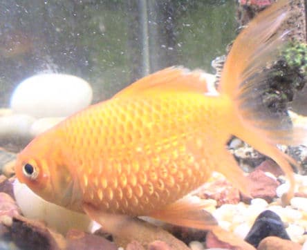 Common goldfish in advanced dropsy: swollen abdomen and scales standing out from the body in the classic pinecone pattern
