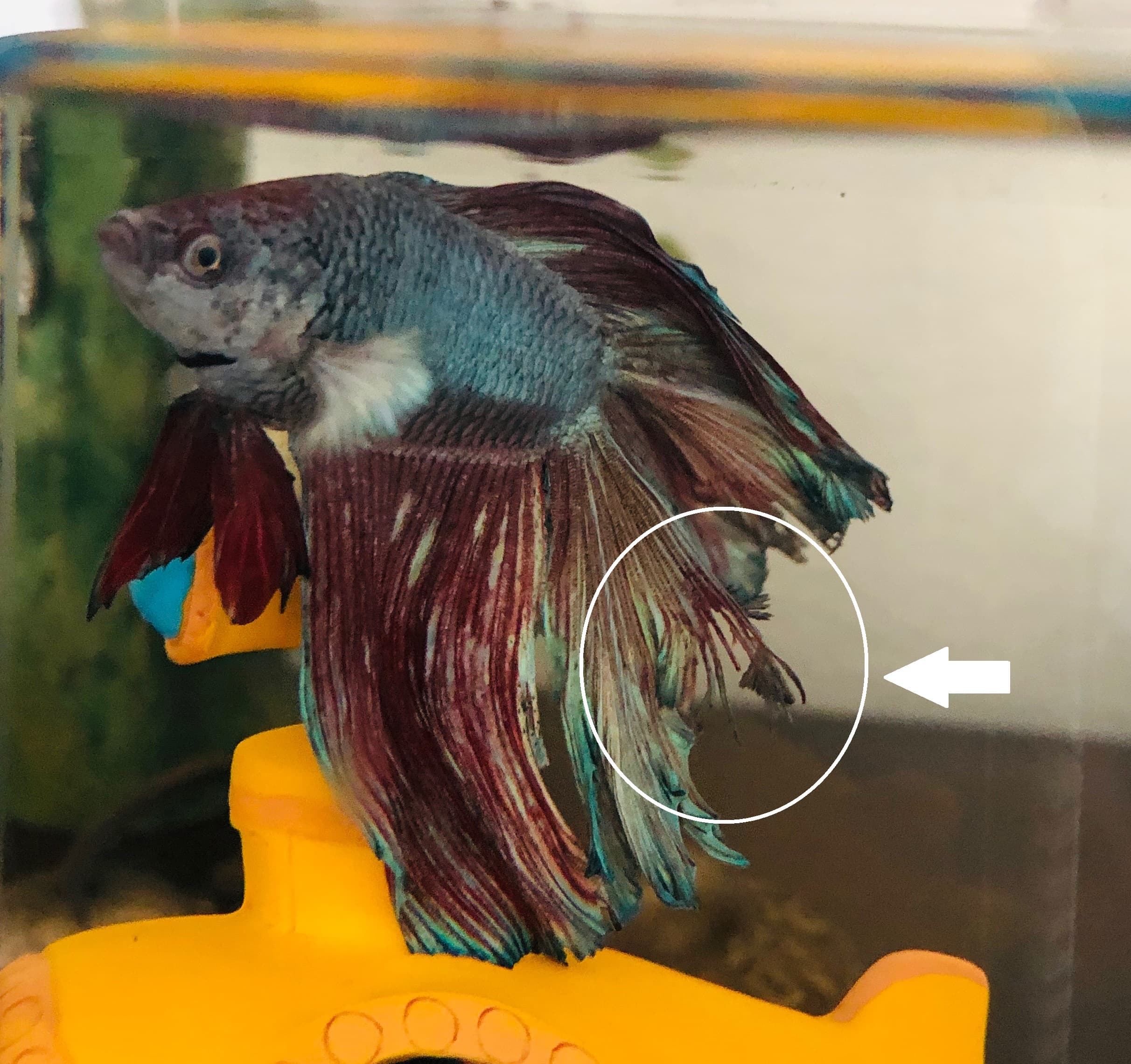 Male betta with caudal fin frayed and shredded by advancing fin rot