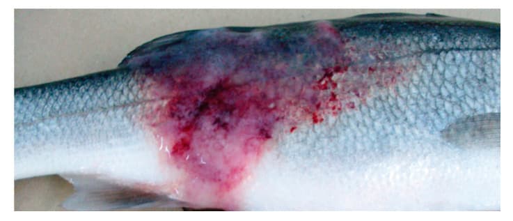 Striped bass (Morone saxatilis) with the ulcerative dermal lesions caused by Mycobacterium spp. — the open skin sores that won't respond to standard antibiotics are a hallmark of long-running mycobacteriosis, alongside the wasting and spinal deformities described in the symptoms.