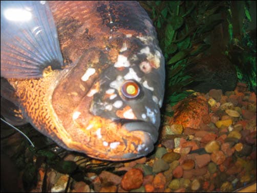 Tiger Oscar (Astronotus ocellatus) with advanced hole-in-the-head lesions — the eroded pits begin above the eye, along the head, and down the lateral line, then deepen into the cratered presentation that gives the disease its common name.