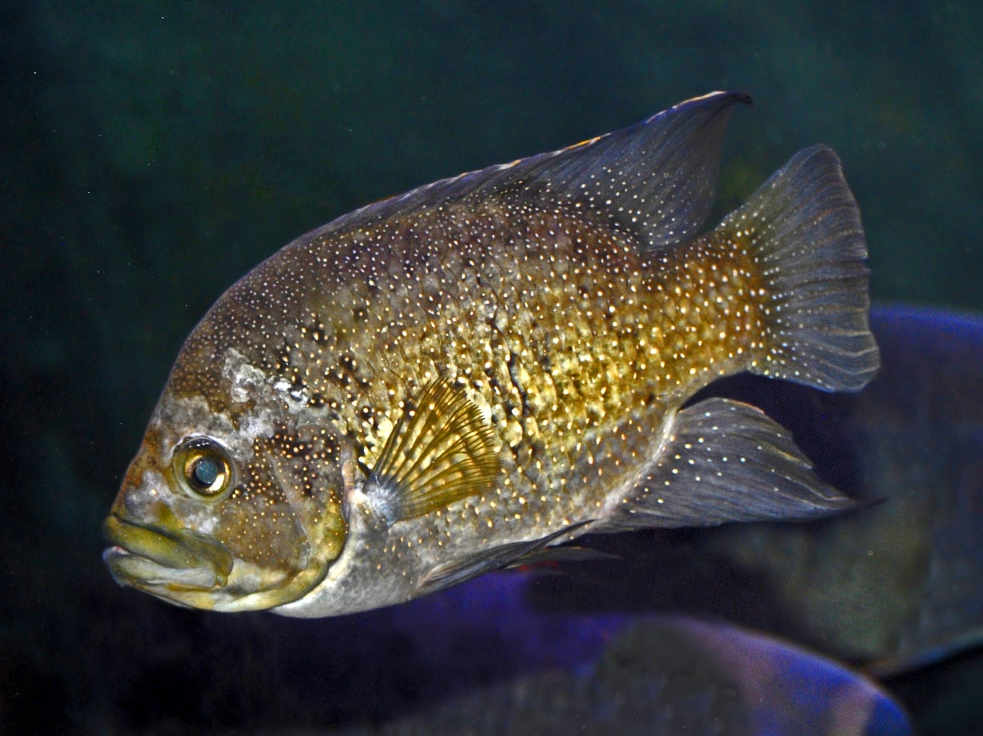 Adult Starry-night cichlid (Paratilapia polleni) showing the pitted erosion along the head and lateral line that defines HLLE — pale pinprick pits on the forehead and cheeks widening into deeper craters as nutritional and water-quality stressors compound.