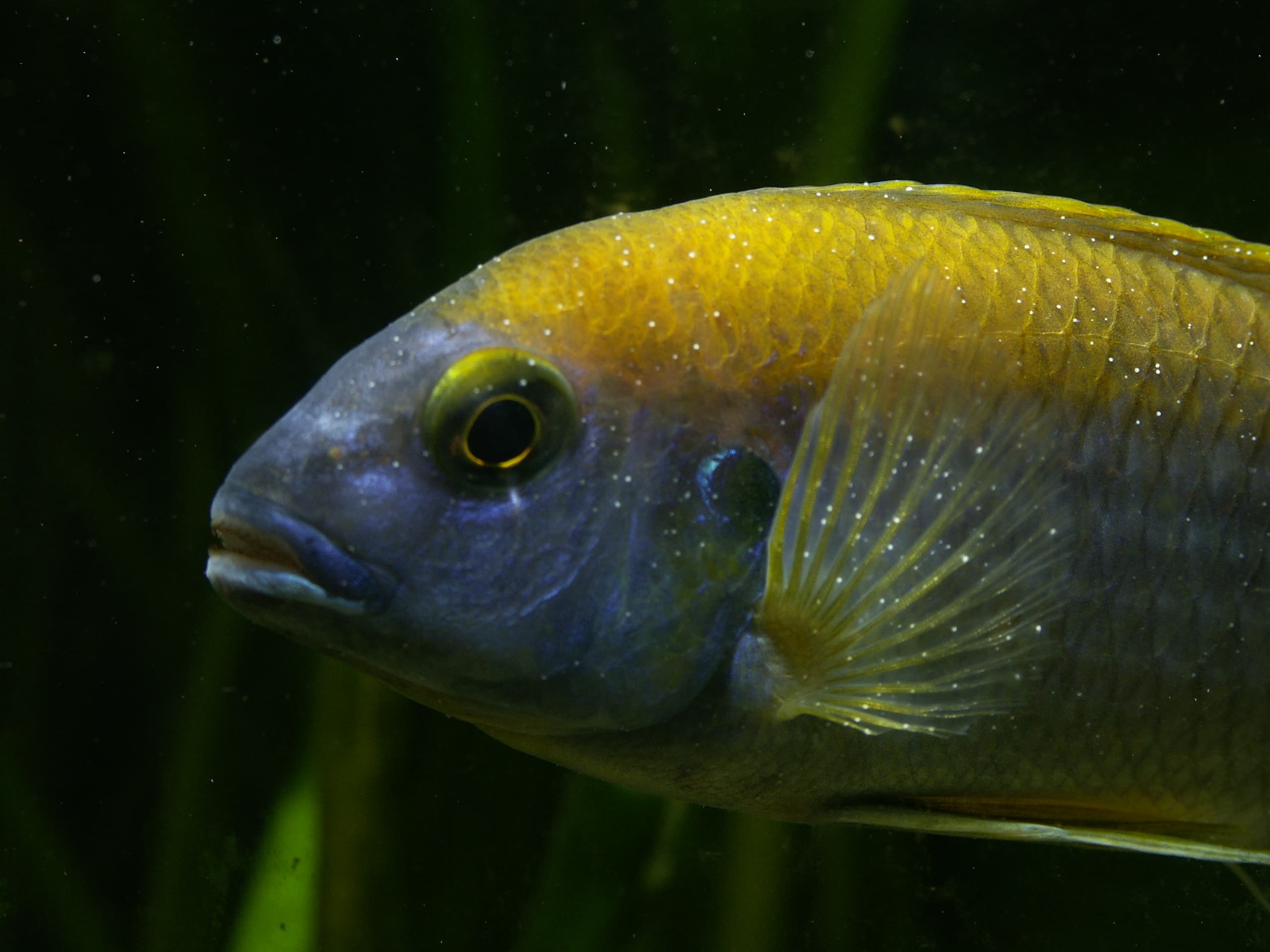 African cichlid covered in the pinhead-sized white spots characteristic of Ich