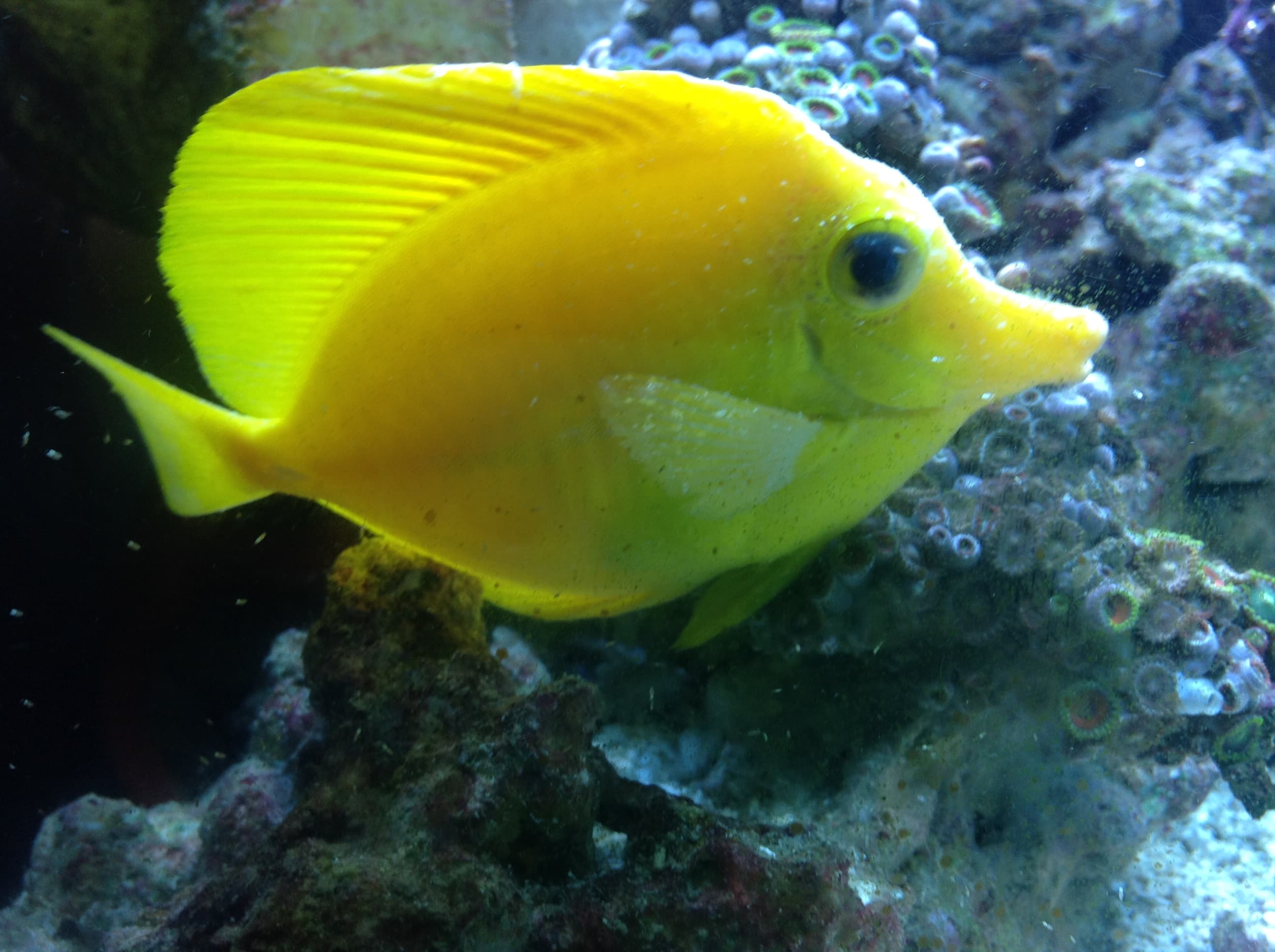Yellow Tang (Zebrasoma flavescens) with the small white spots characteristic of a Cryptocaryon irritans infestation. The spots are slightly larger and rounder than freshwater Ich and stand out clearly against the yellow body.