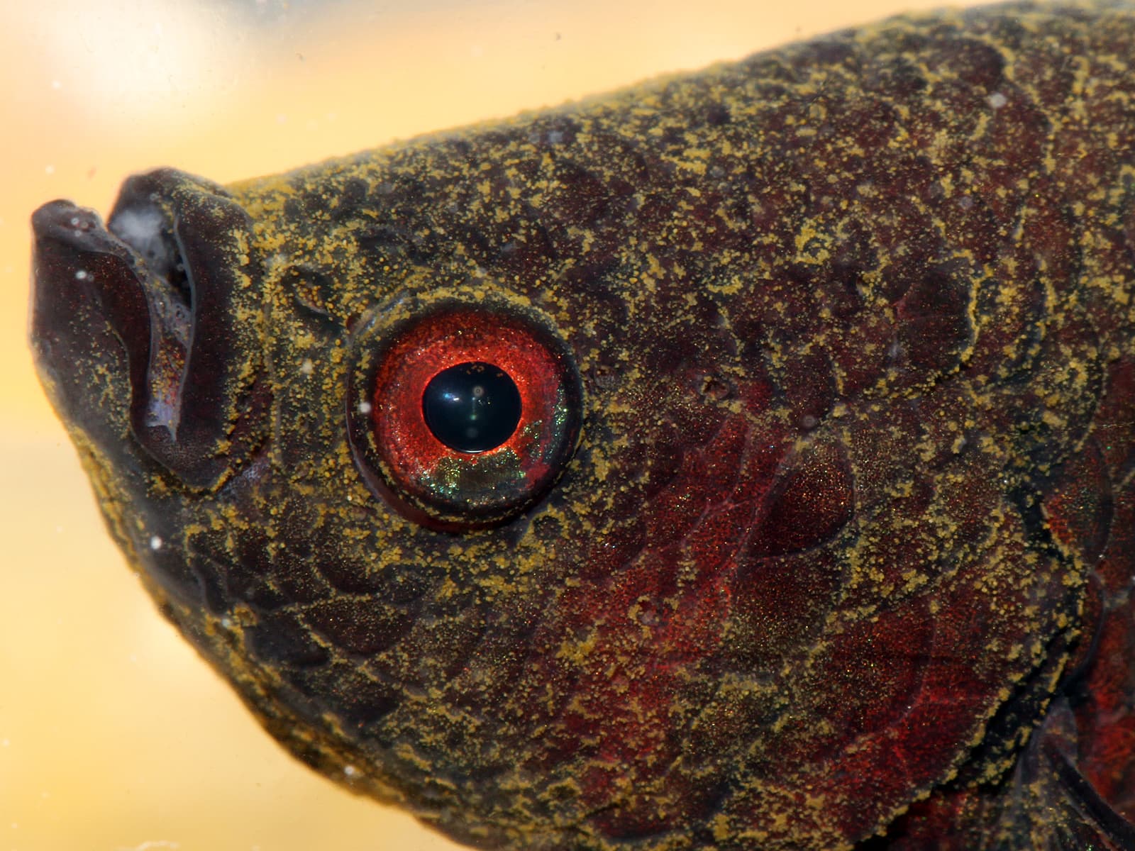 Adult Siamese fighting fish (Betta splendens) with a heavy dinoflagellate velvet infestation — the dusty gold-brown sheen across the body and fins is the same signature appearance produced by the marine equivalent (Amyloodinium ocellatum). Marine velvet is best spotted under a flashlight in a dim tank.