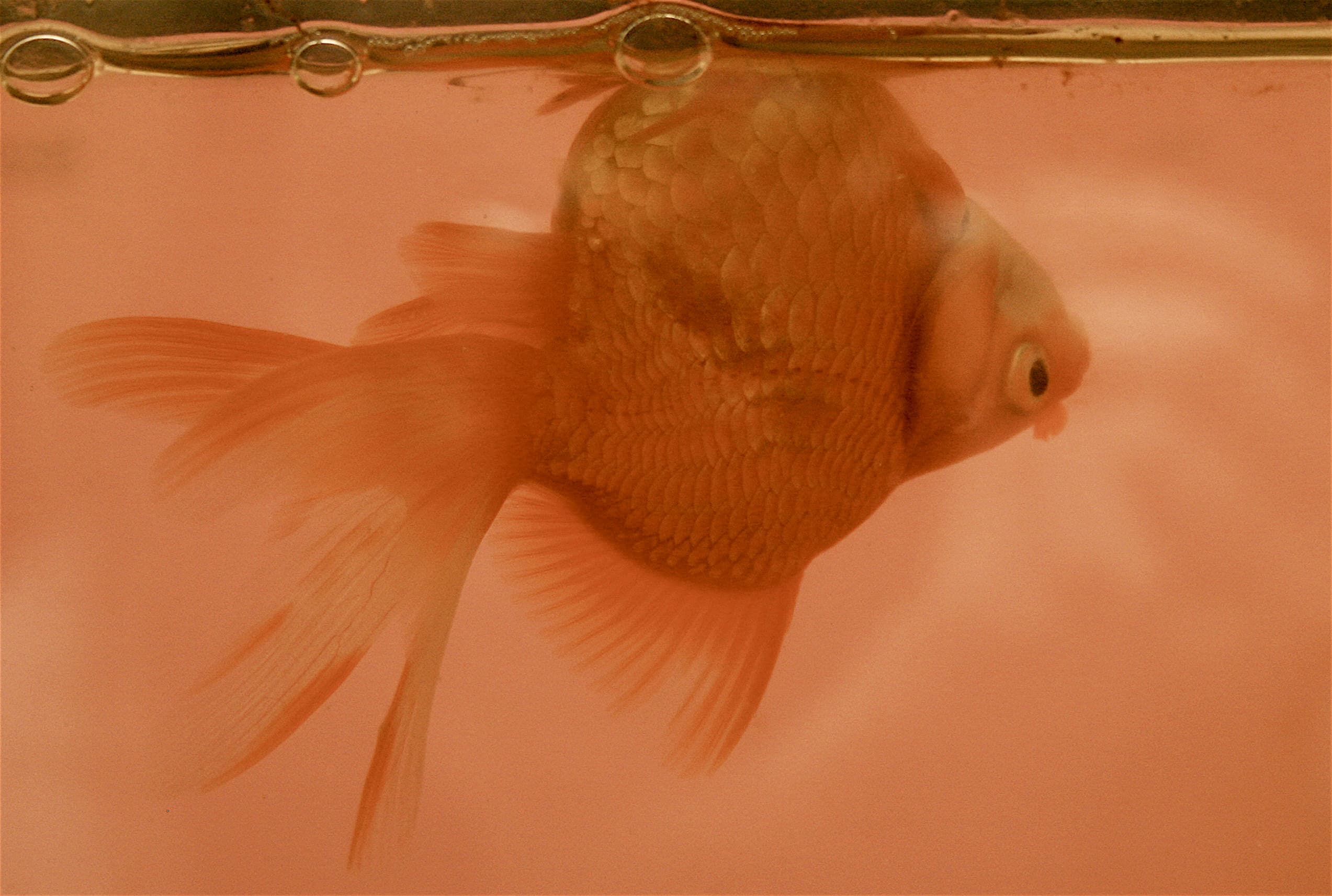 Fancy goldfish floating sideways at the water surface, unable to right itself, the classic swim bladder presentation