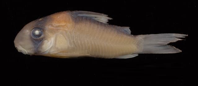 Adolfo's Cory