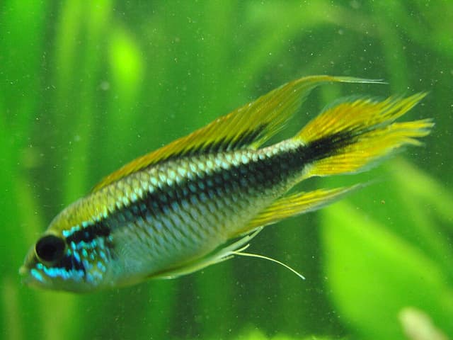 Agassizi's Dwarf Cichlid