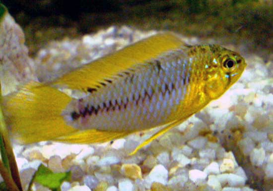 Borelli's Apisto