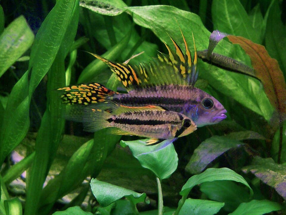 Cockatoo Apisto