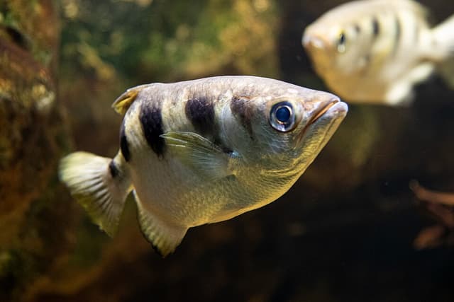 Banded Archerfish