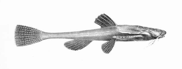 Banjo Catfish