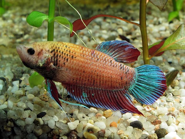 Female Betta