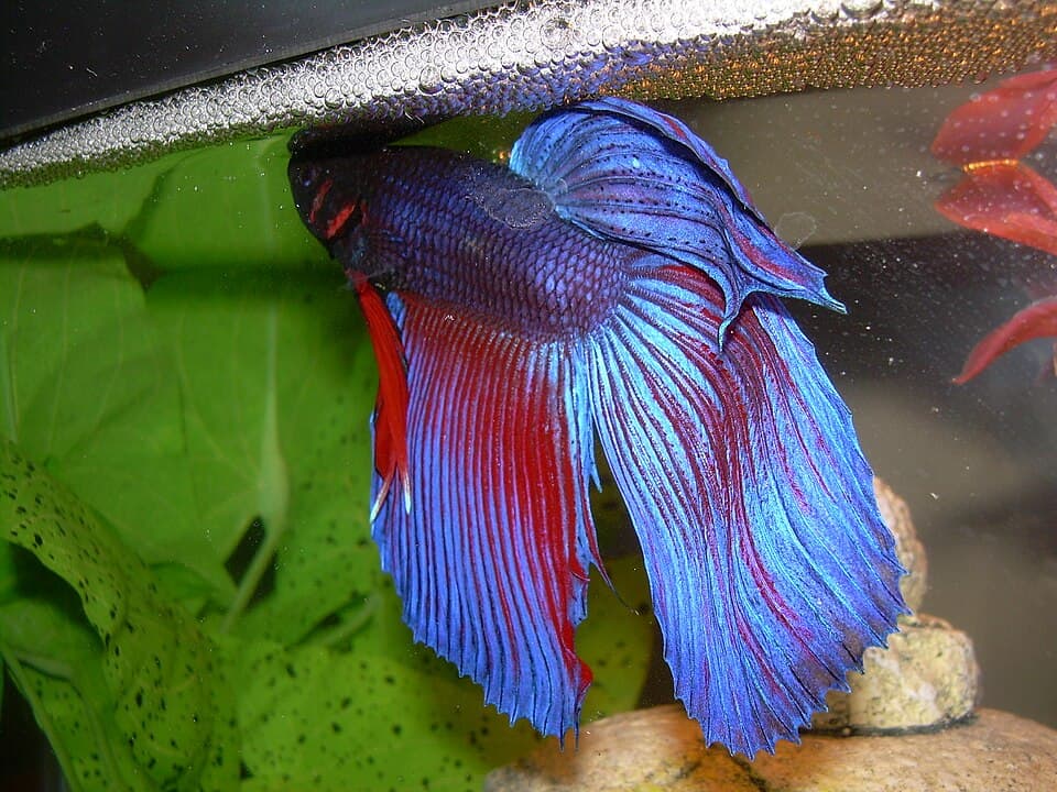 Male Betta