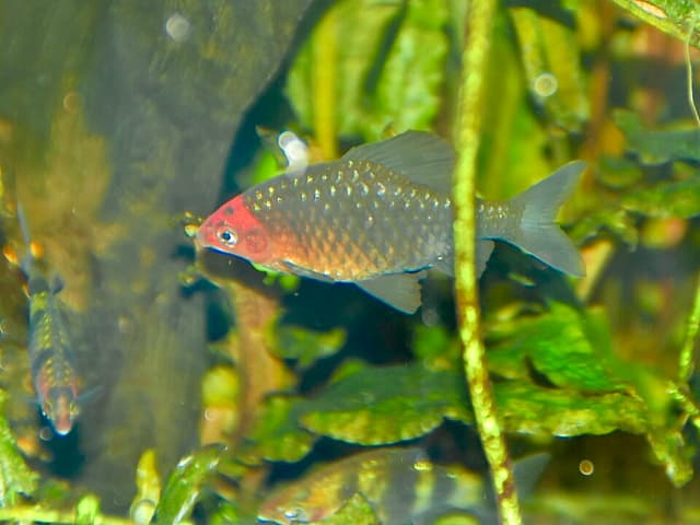 Black Ruby Barb