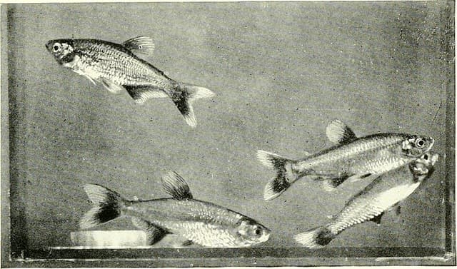 Bloodfin Tetra