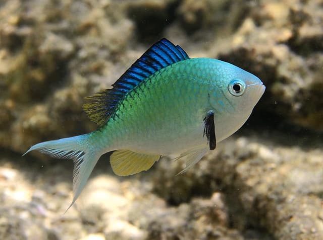Blue-Green Chromis