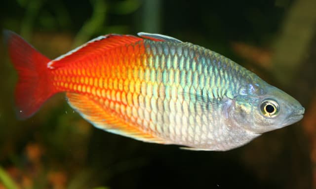 Boesemani Rainbowfish