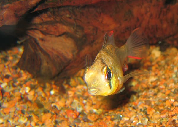 Bolivian Ram