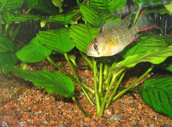 Bolivian Ram