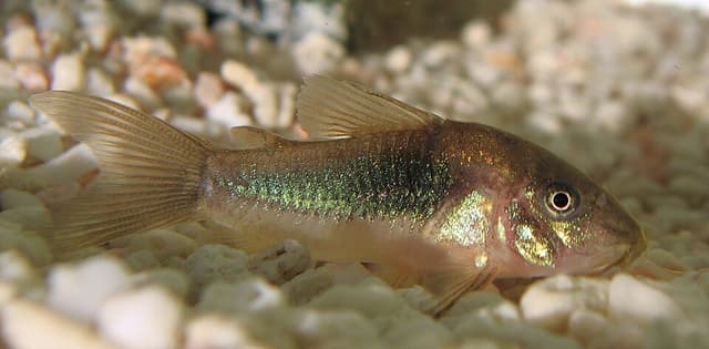 Bronze Corydoras