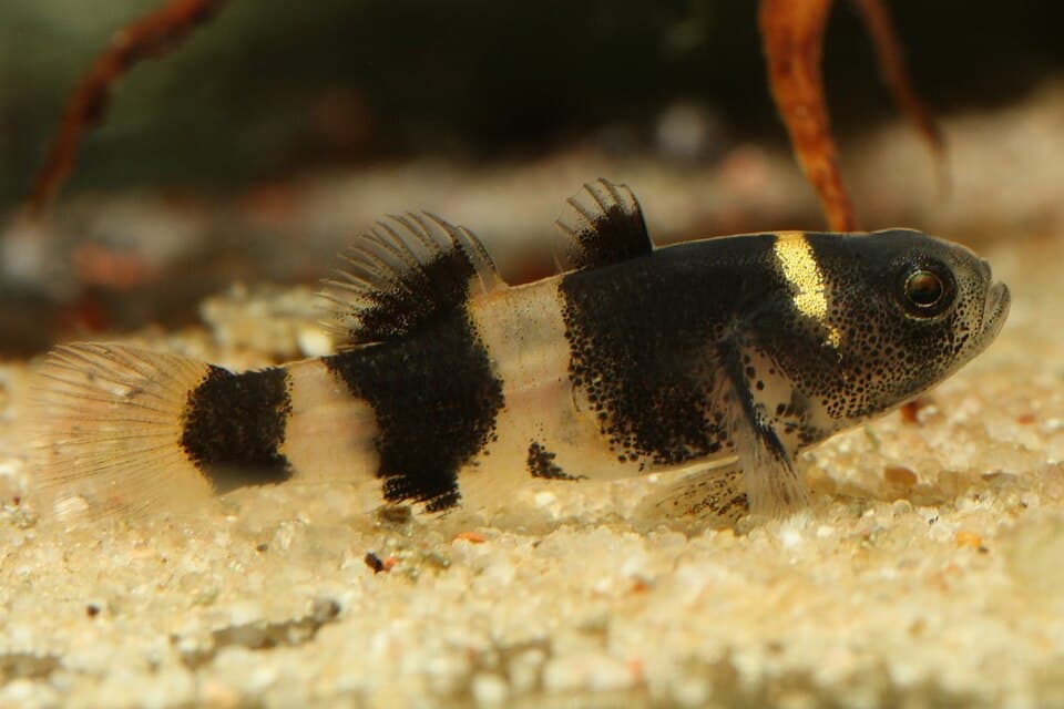 Bumblebee Goby