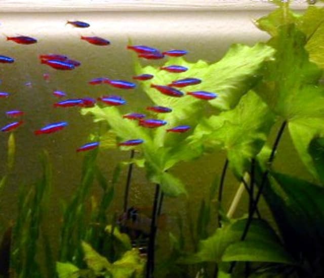 Cardinal Tetra