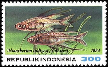 Celebes Rainbow