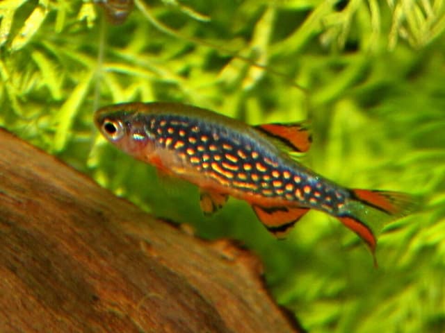 Celestial Pearl Danio