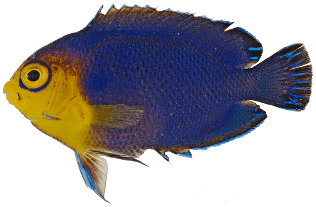 Cherub Angelfish