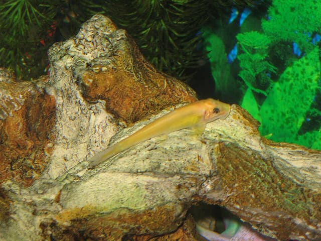 Chinese Algae Eater