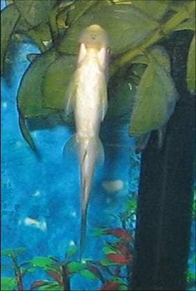 Chinese Algae Eater