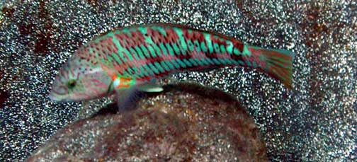 Christmas Wrasse