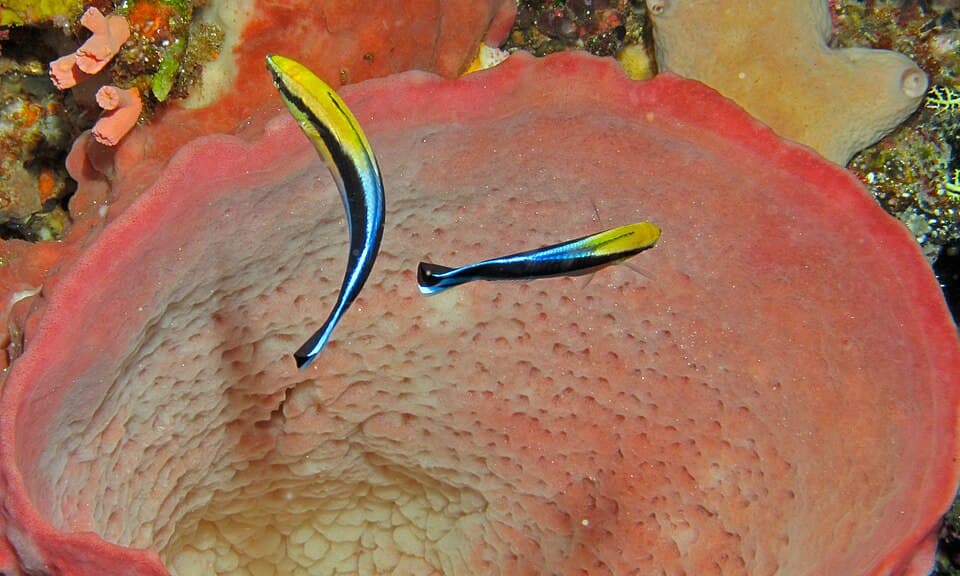 Cleaner Wrasse