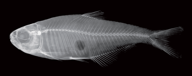 Cochu's Blue Tetra