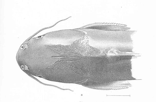 Colombian Shark Catfish