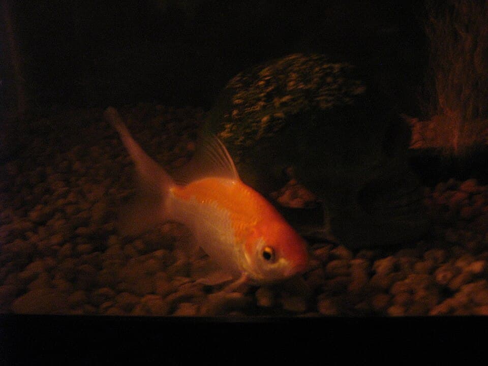 Comet Goldfish