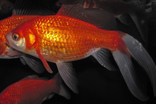 Common Goldfish