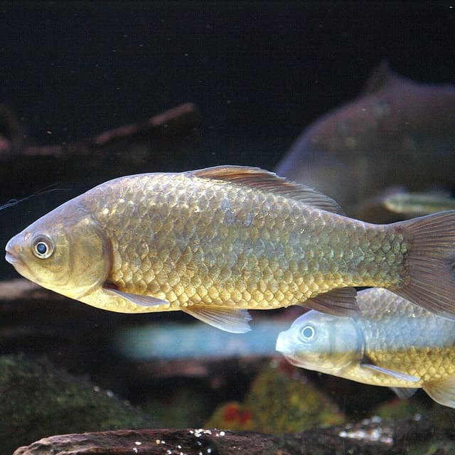 Common Goldfish