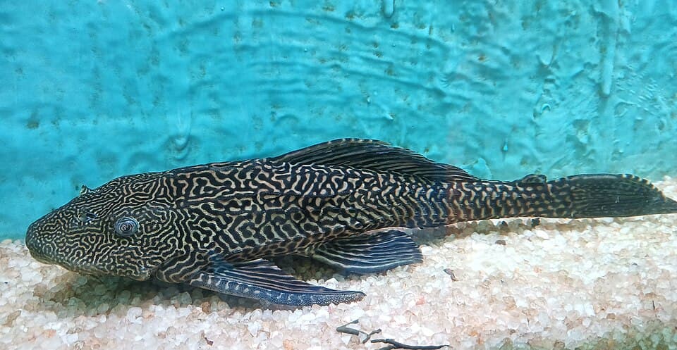 Common Pleco
