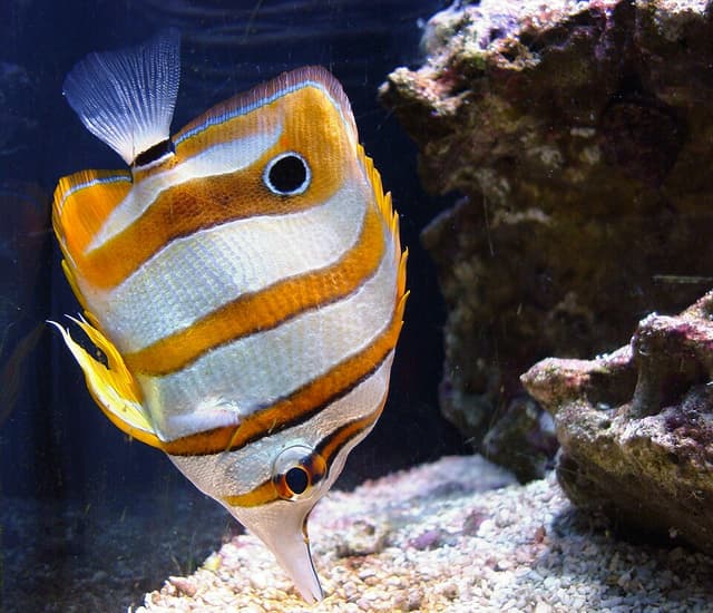 Copperband Butterflyfish