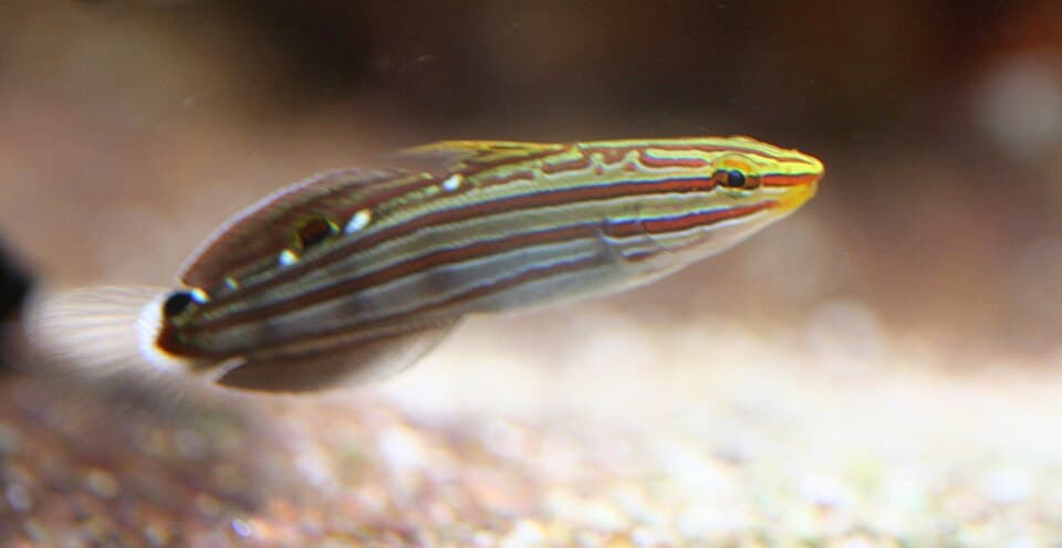 Court Jester Goby