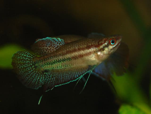 Croaking Gourami