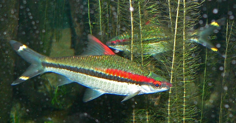 Denison's Barb
