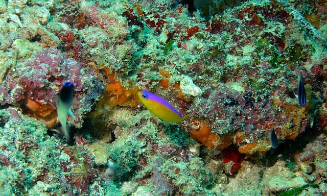 Diadema Dottyback